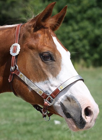 Shenandoah J Bar : (aka Jake)