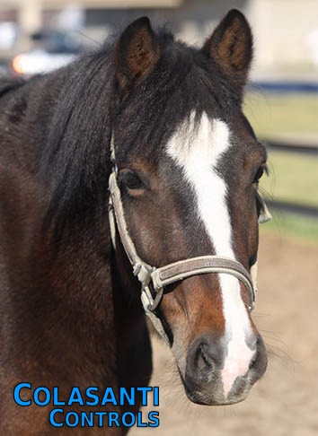 Highland Creek’s Limited Edition #894 : (aka Lilly)