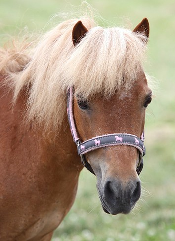 Royalty’s Brazen Beauty : (aka Briar)