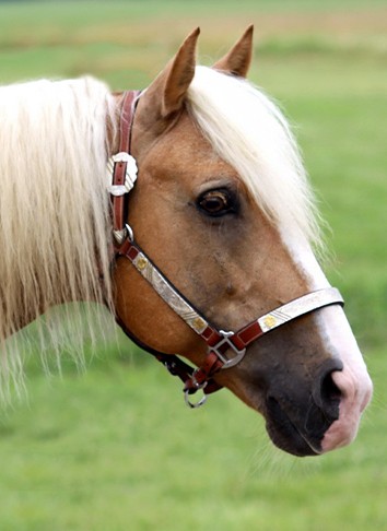 Leo’s Bailey Lee : (aka Levi)