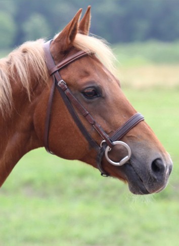 Easy’s First Spark : (aka Otie)